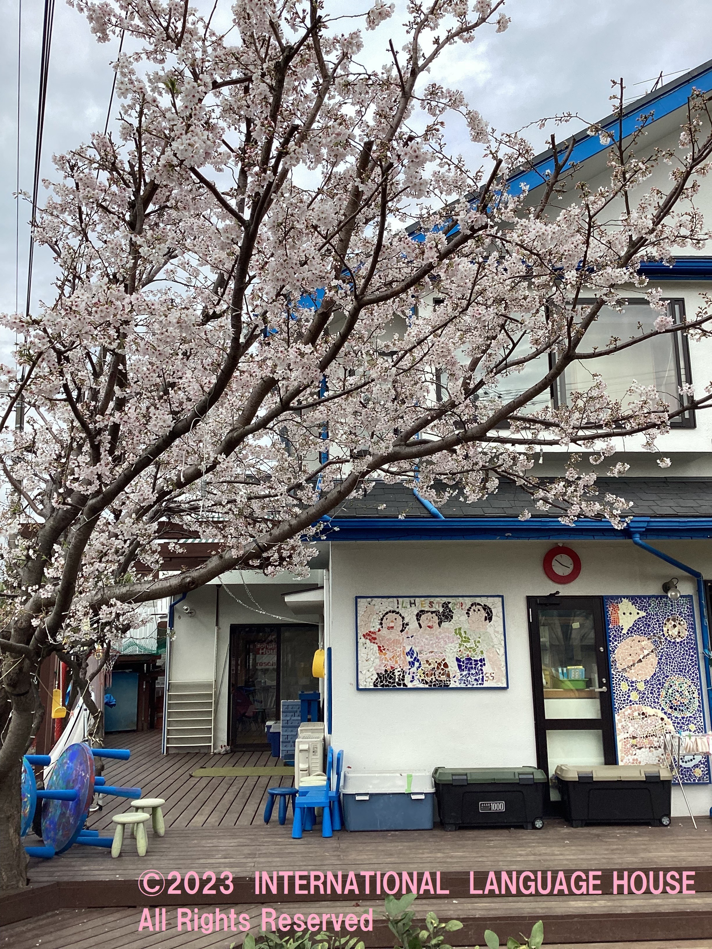ILH Kindergarten has a cherry blossom tree and it shows us nice cherry blossoms every year!