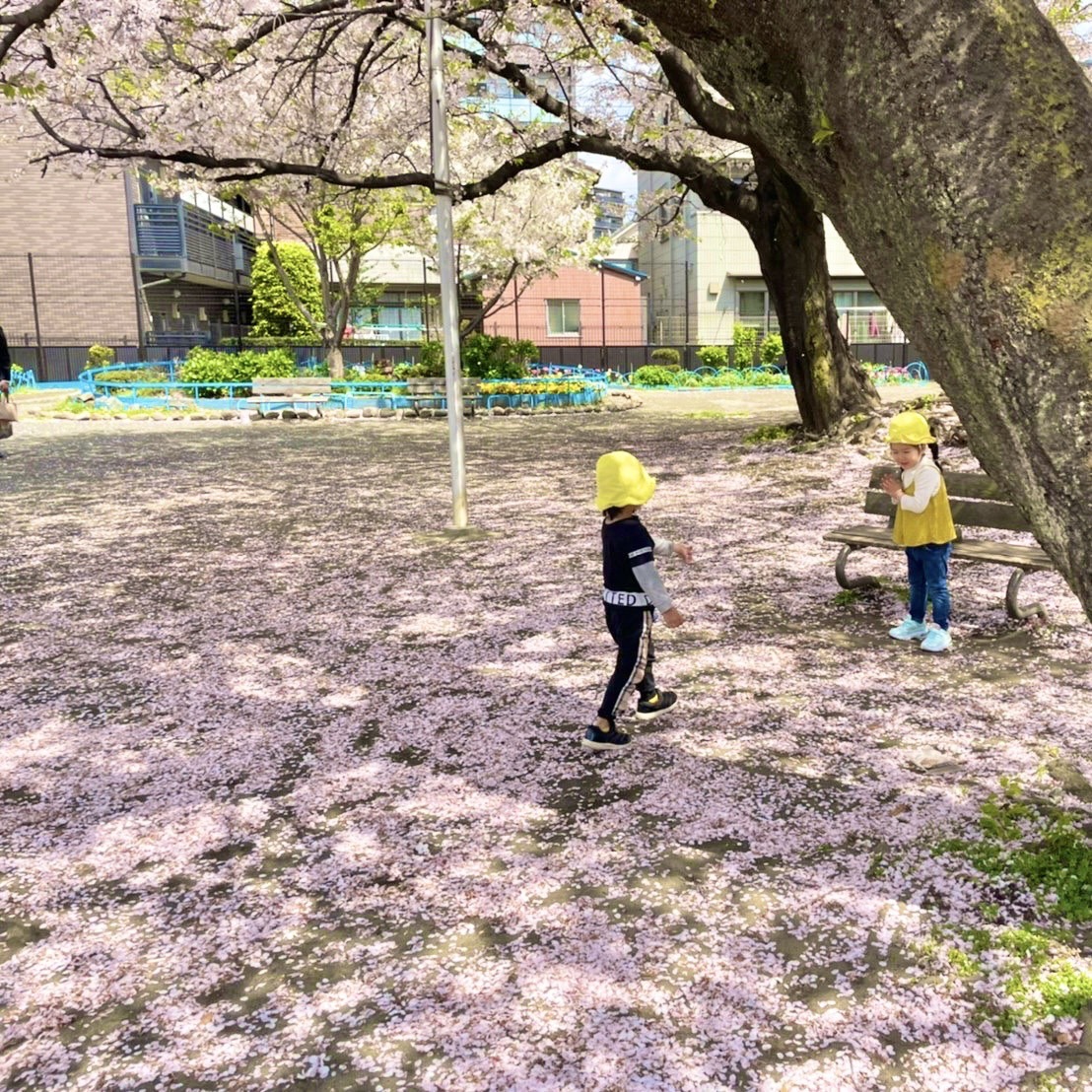 お散歩に行った公園に桜いろの絨毯が敷かれていました。@ランゲージ・ハウスFujisaki保育園